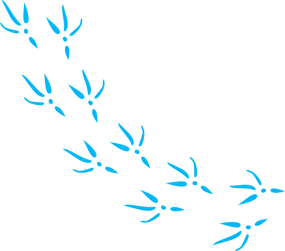 Pajaro solidario dejando huella